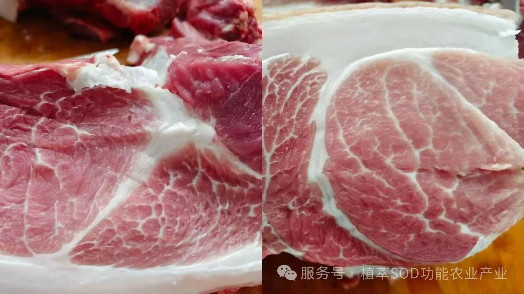 政企学研齐聚湖南植萃，探讨SOD功能农业高质量发展