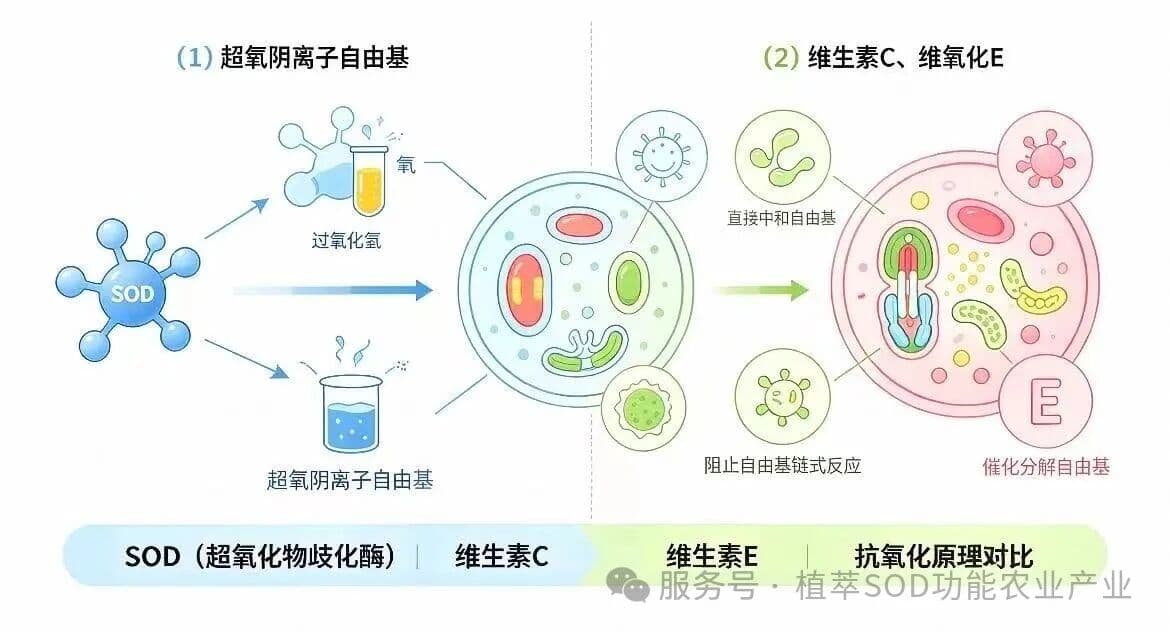 SOD：气血与细胞根源守护者，人体真正的健康底色