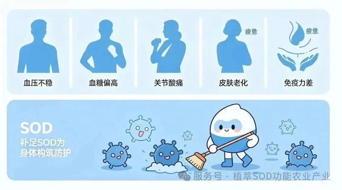 SOD人体自带的生命防护酶，从根源抵御衰老与慢病